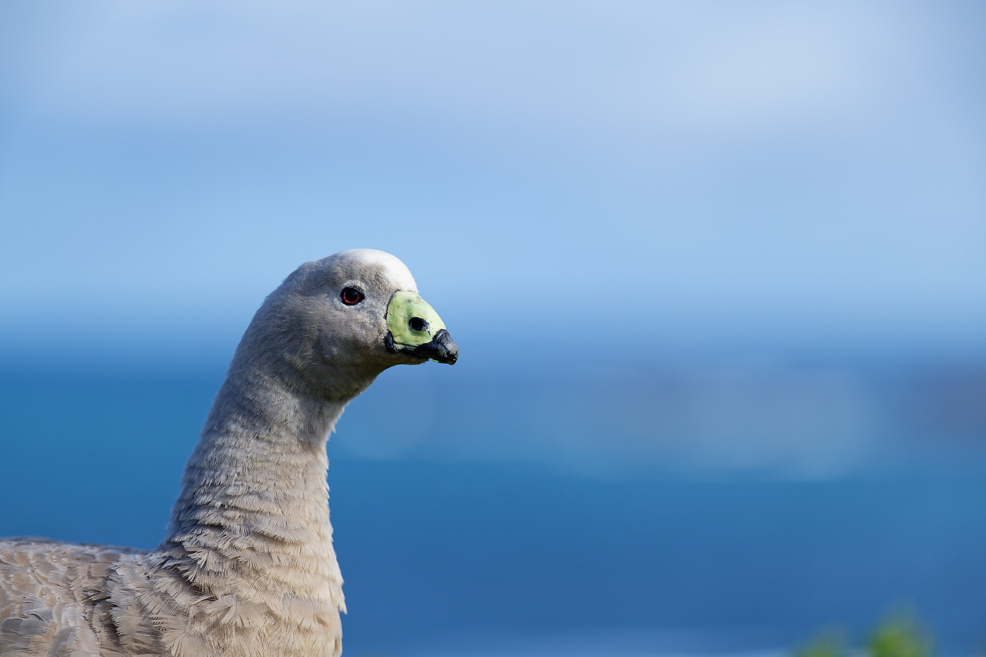 Cape Barren Goose-22.jpeg