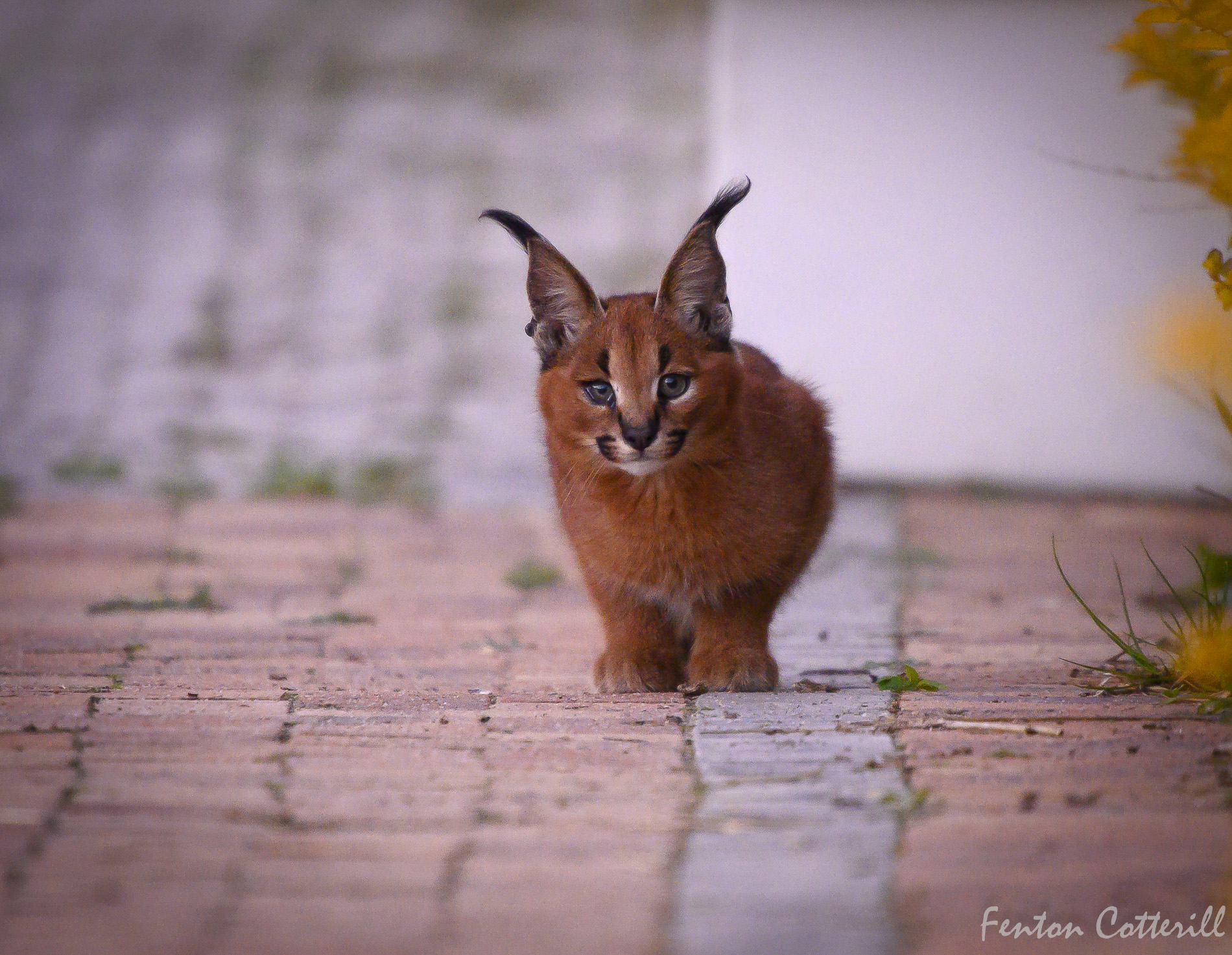 Caracal kitten crouched-2825.JPG