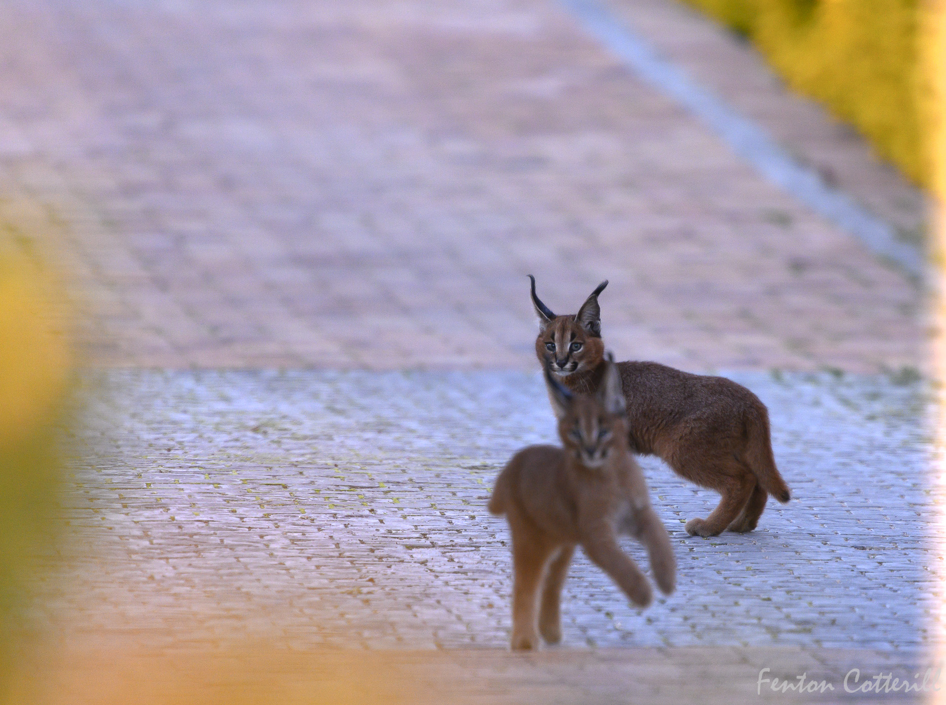 Caracal kittens-2821.JPG