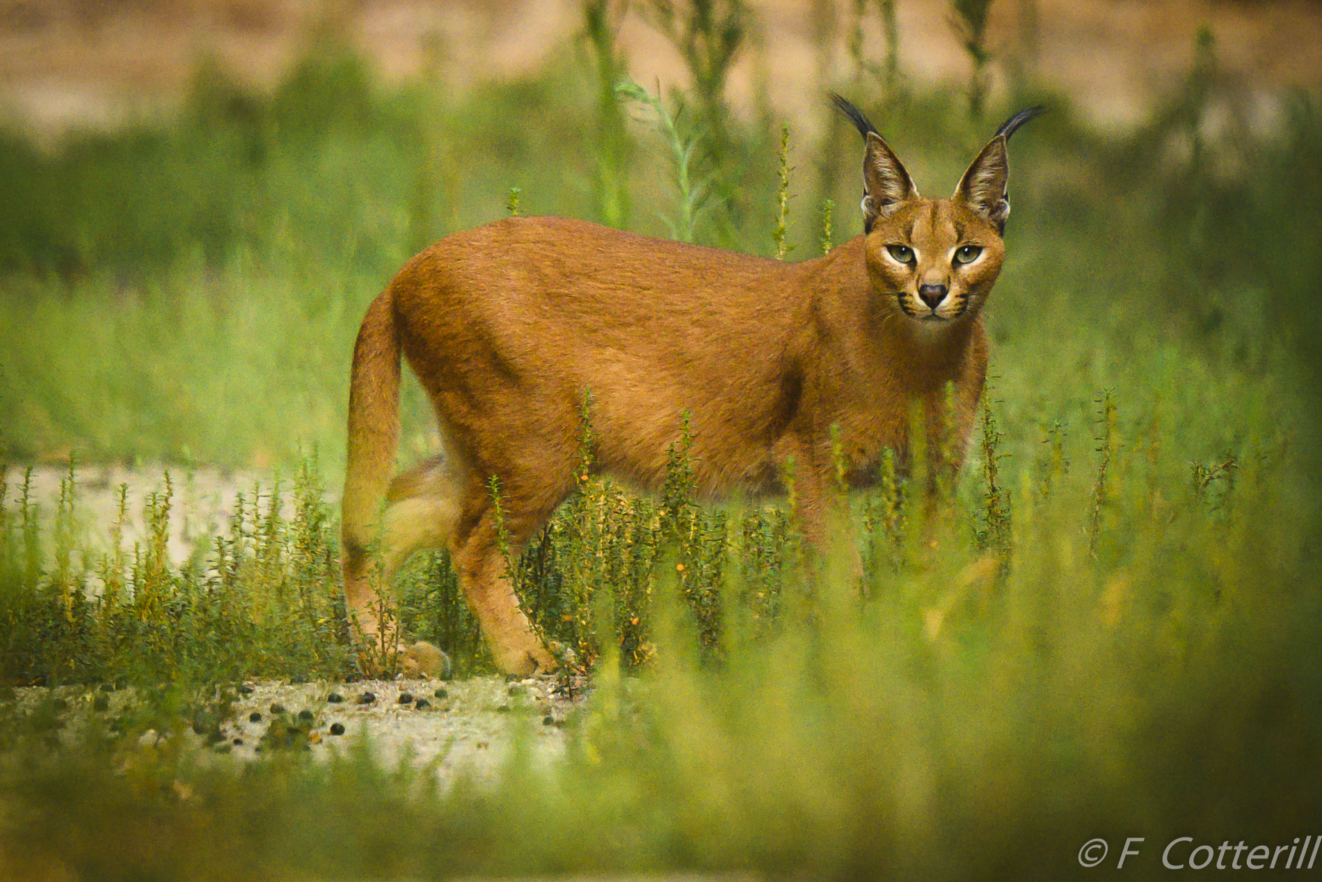 Caracal portrait sitting 500 f5.6E PF TC14 III Z7-8442.JPG