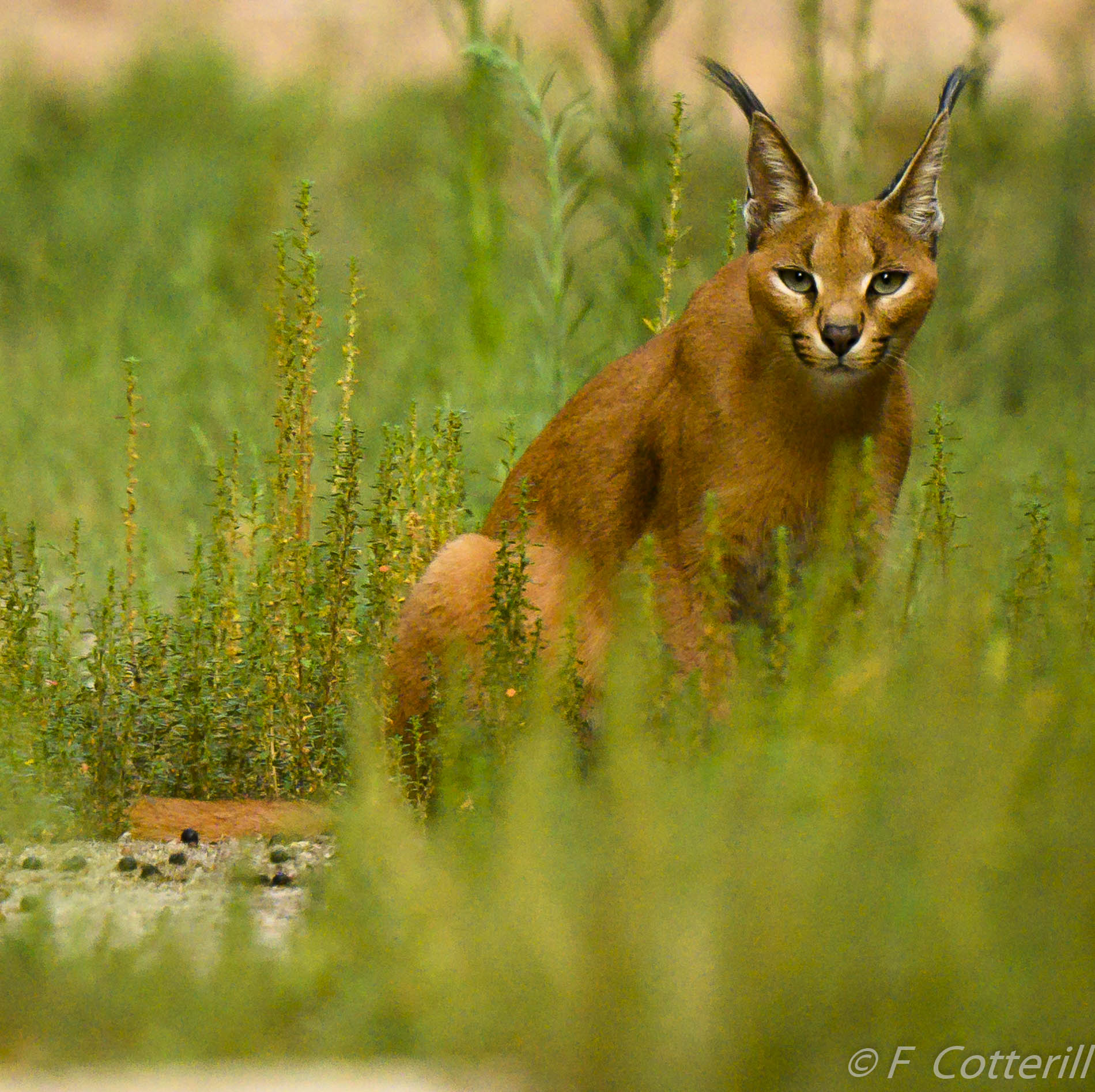 Caracal portrait sitting crp 500 f5.6E PF TC14 III Z7-8479-2.JPG