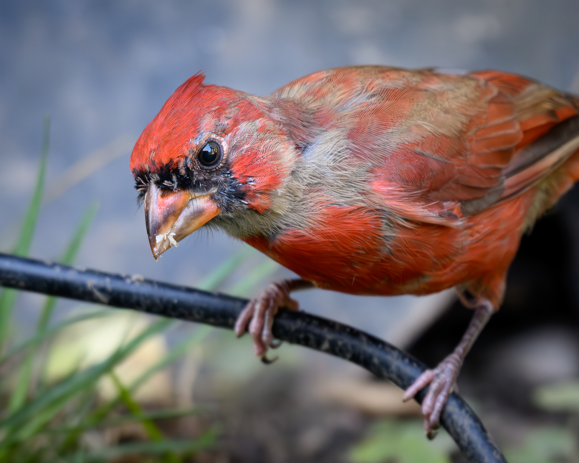 Cardinal 2.jpg