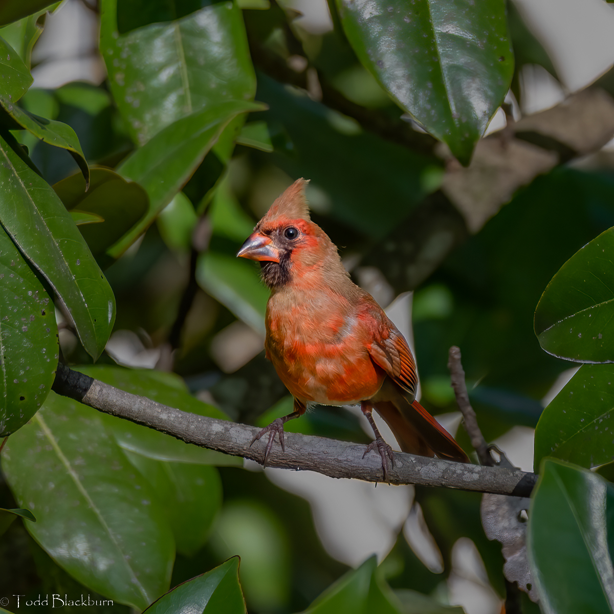 Cardinal - Backyard.jpg