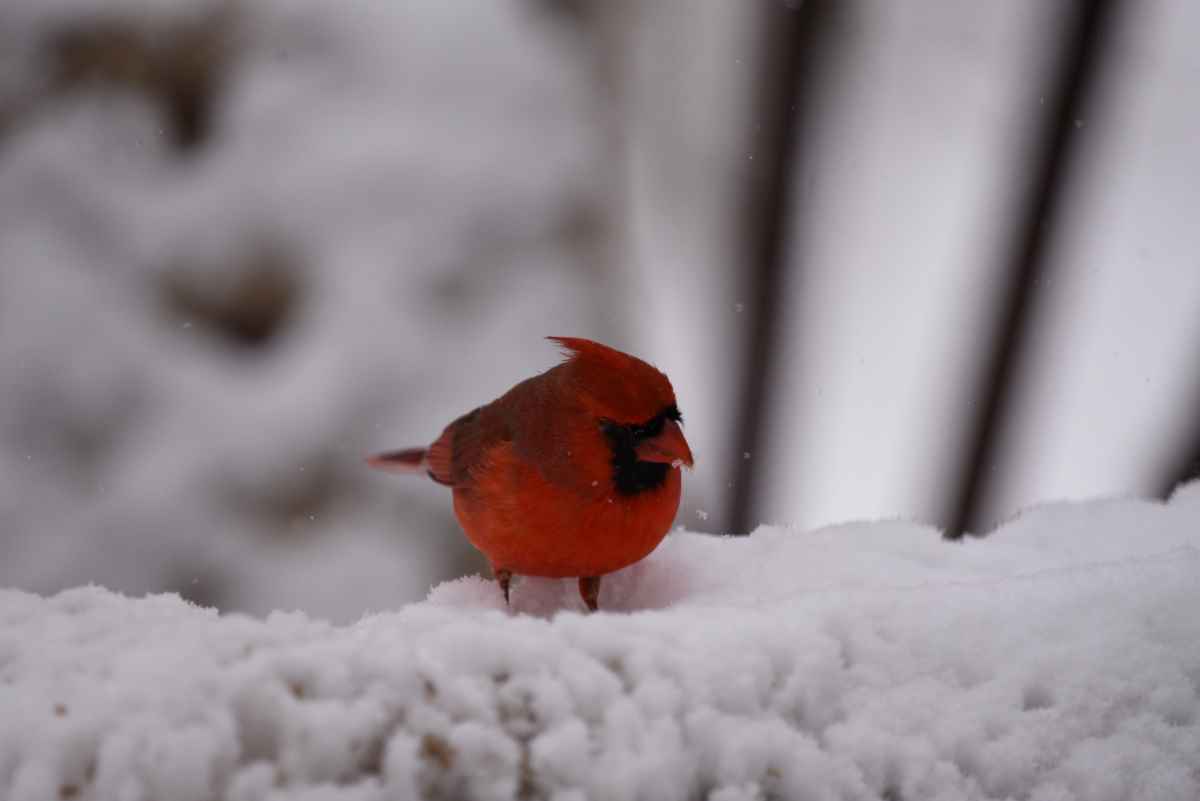 Cardinal in snow.JPG