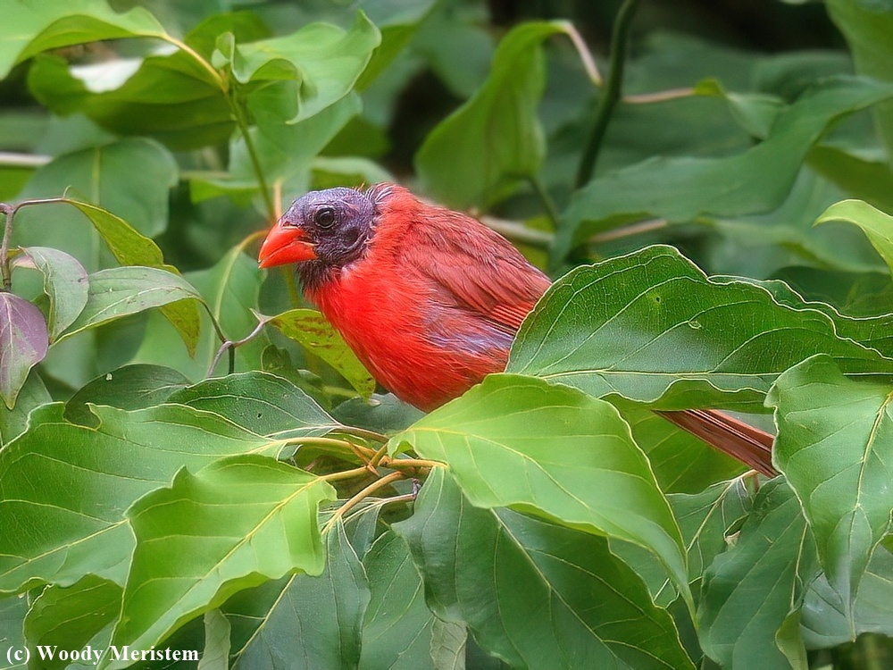 Cardinal.JPG