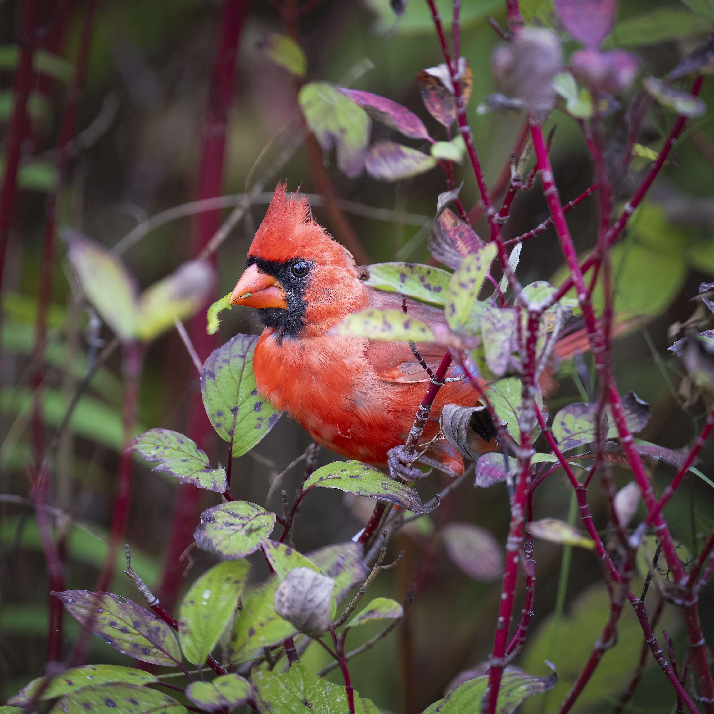 Cardinal with caterpillar_ copy.jpeg