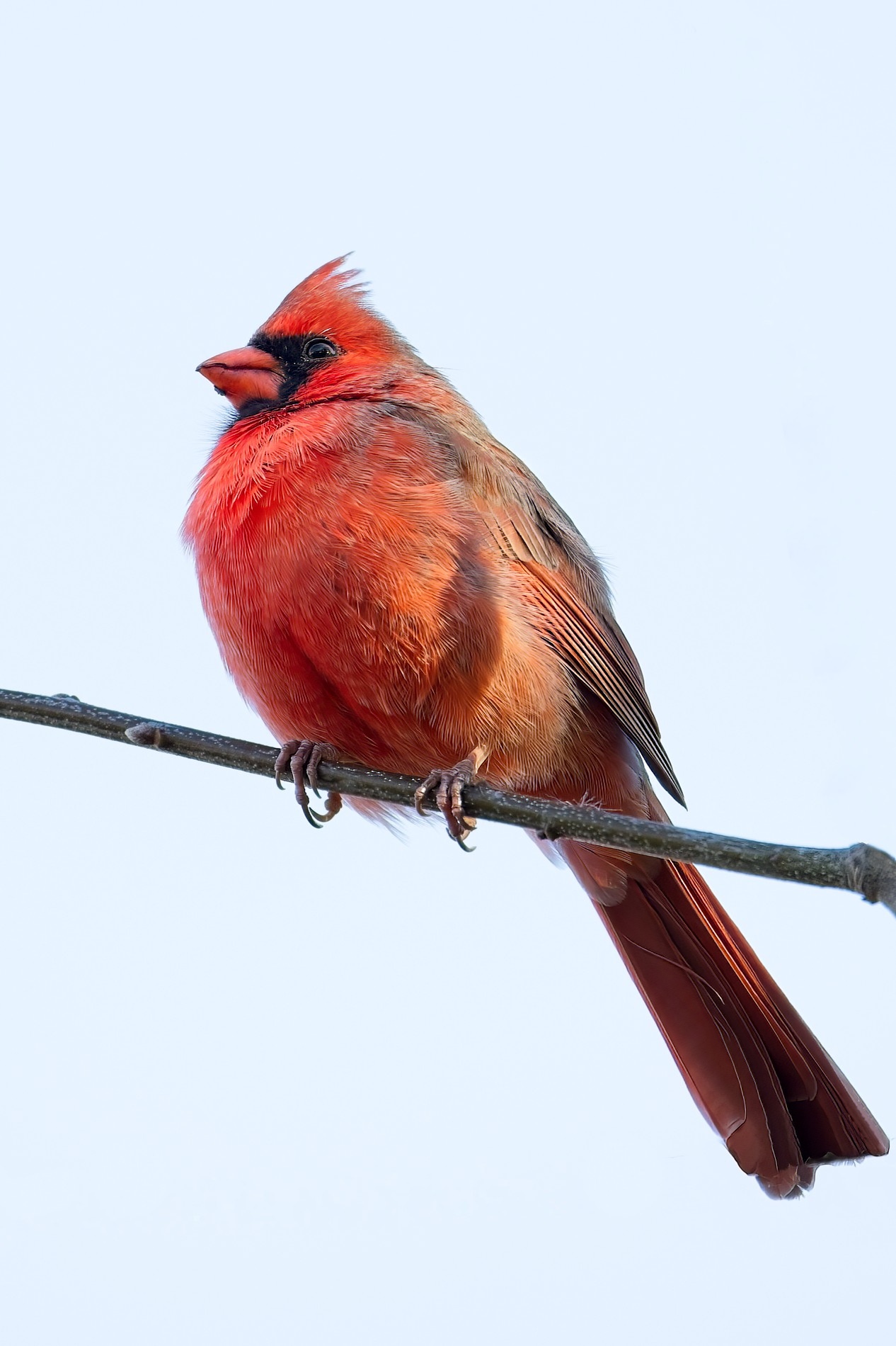 Cardinal000-topaz-sharpen.jpg