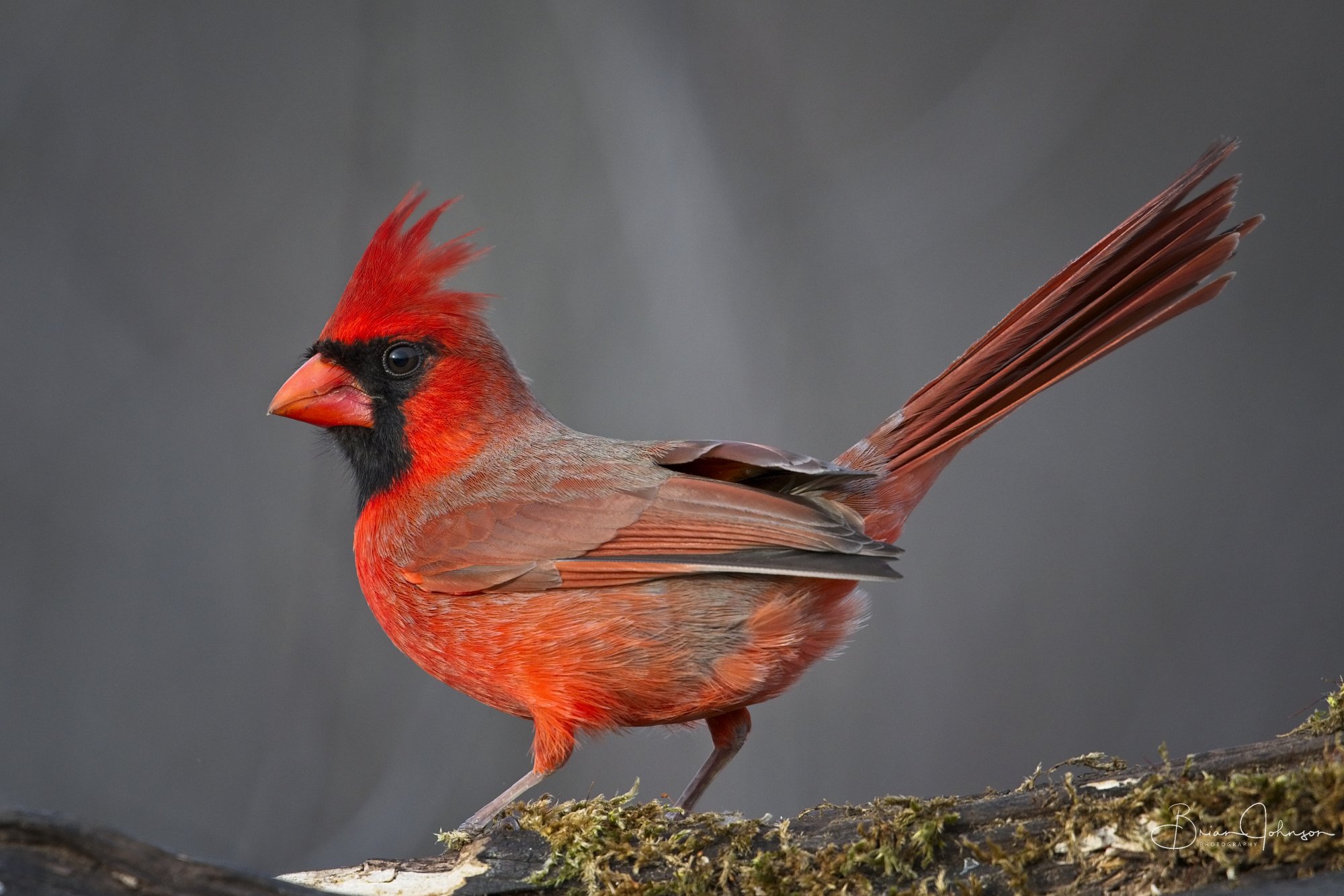 CardinalMaleRSMarch19.jpg