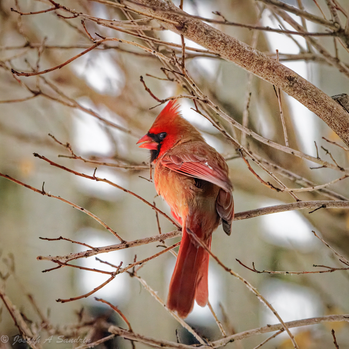 Cardinals_01.jpg