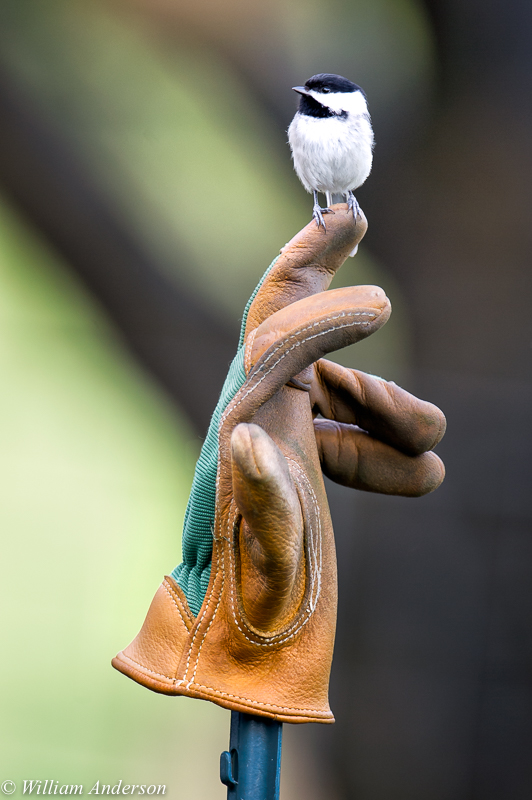 Carolina Chickadee.jpg