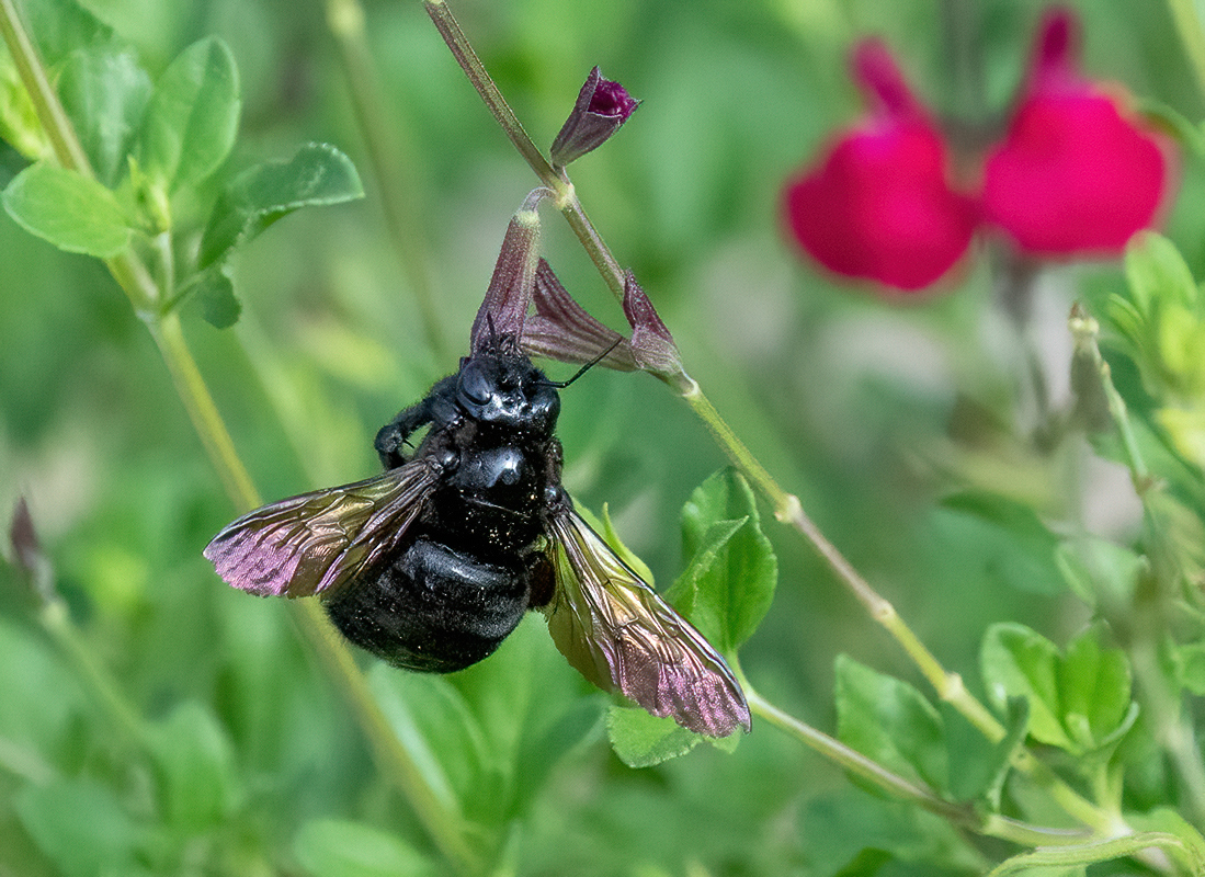 carpenter bee DSC08532-denoise.jpg