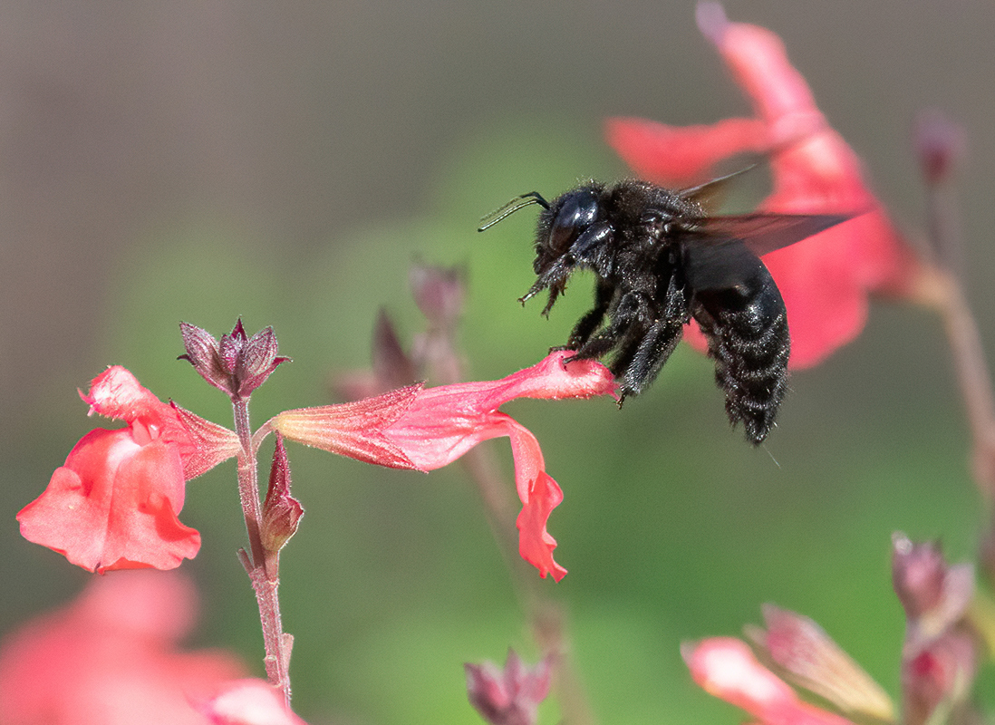 carpenter bee DSC08597-denoise.jpg