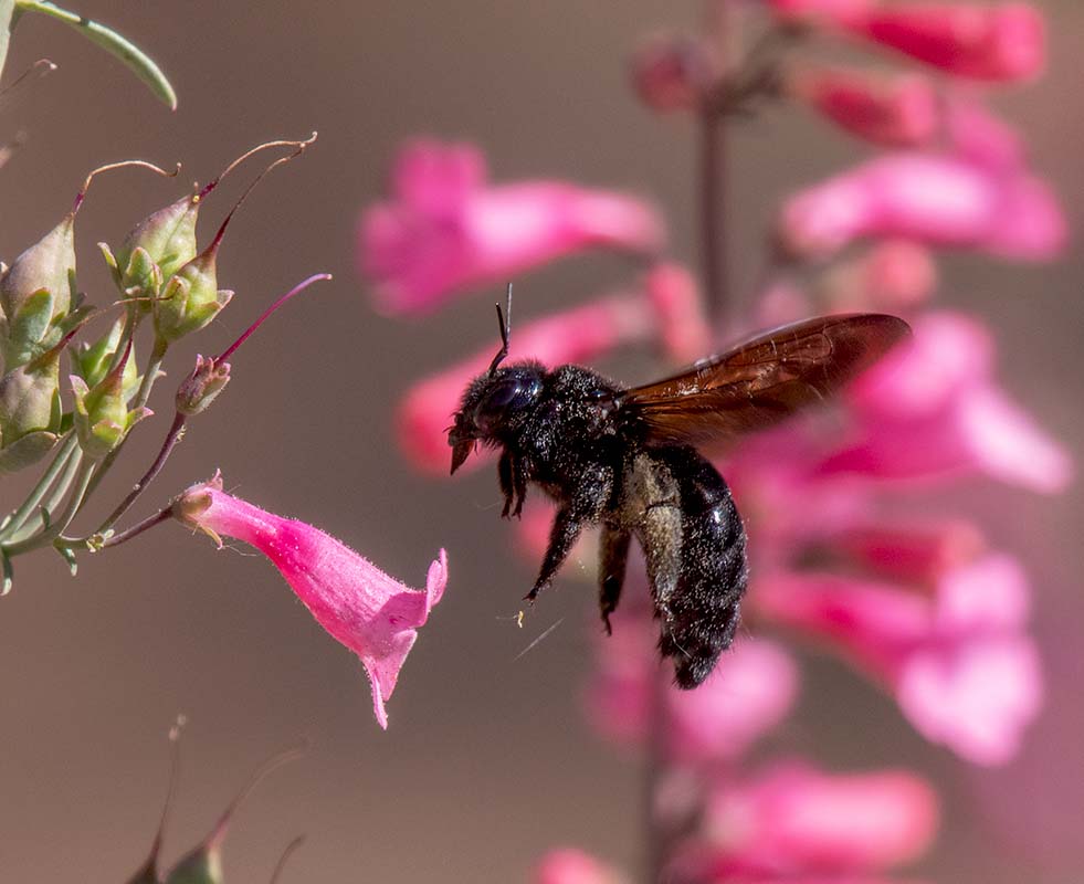 Carpenter Bee  MJs 850_632304292021.jpg