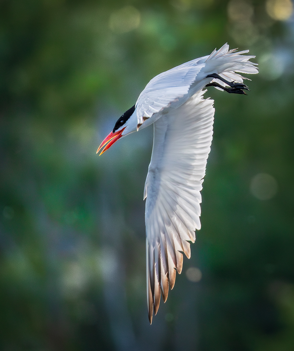 CaspianTern1355.jpg