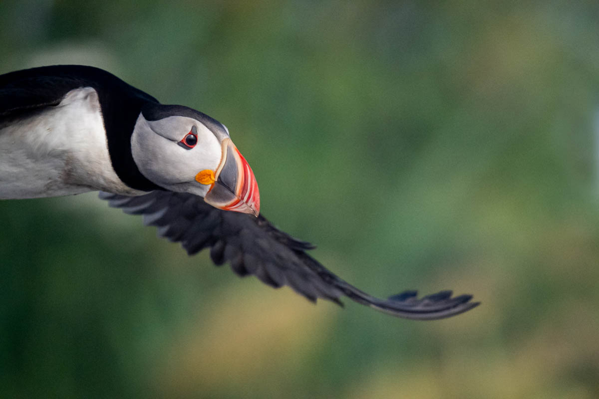 CassinettoC-Puffin--3022.jpg