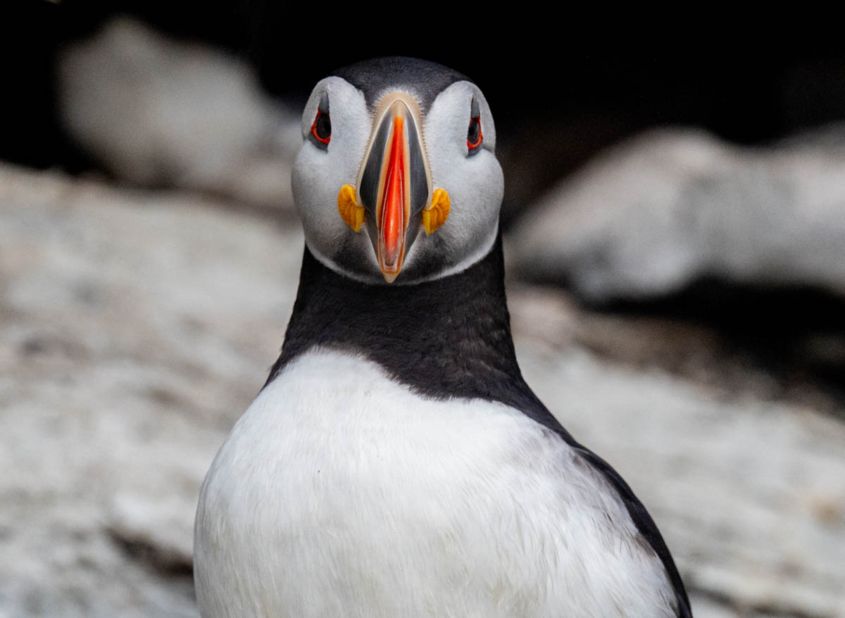 CassinettoC-Puffin--4102.jpg