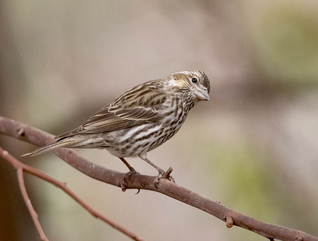 Cassins Finch DSC_2329.jpg