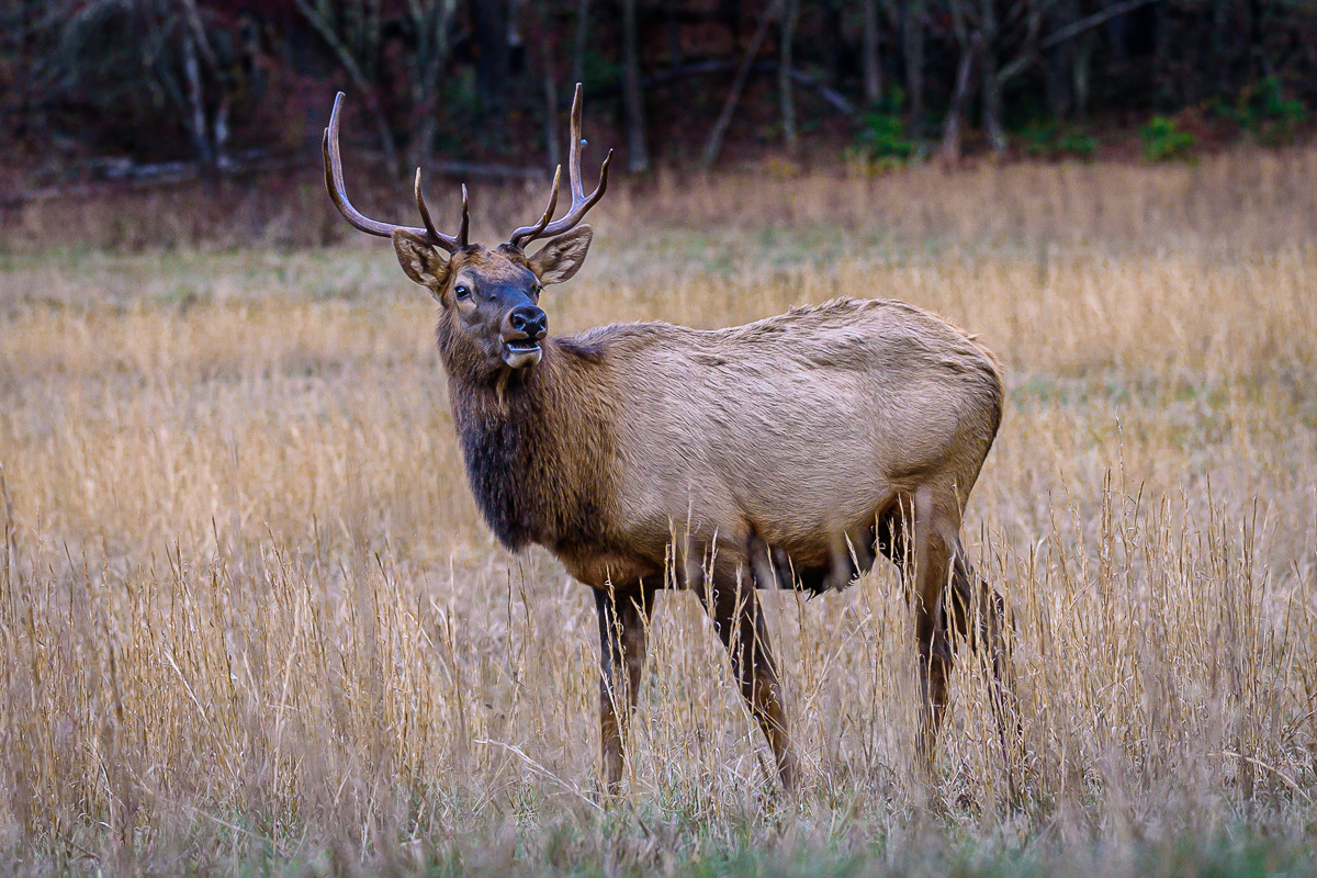 Catalooche Elk.jpg