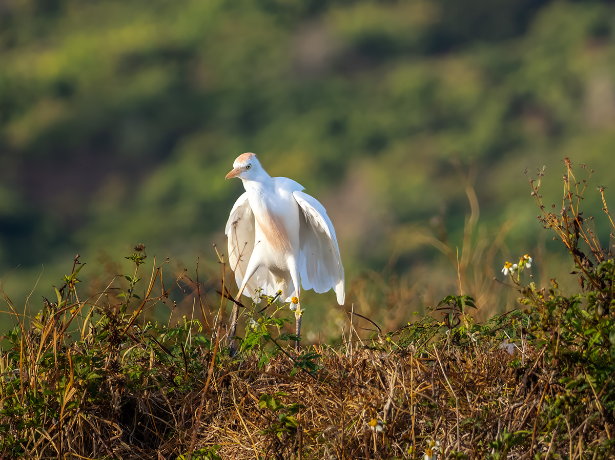 Cattle Egret BCG P9040407.jpg