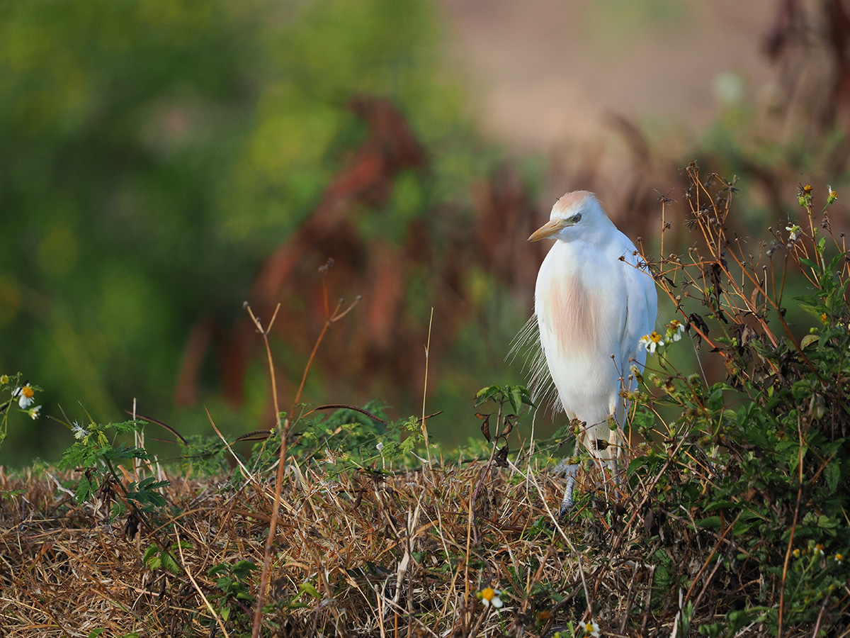 Cattle Egret BCG P9040552.jpg