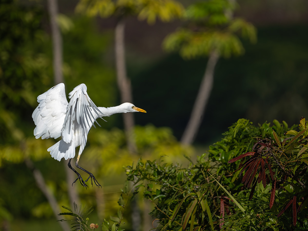 Cattle Egret in Flight BCG P9043116.jpg