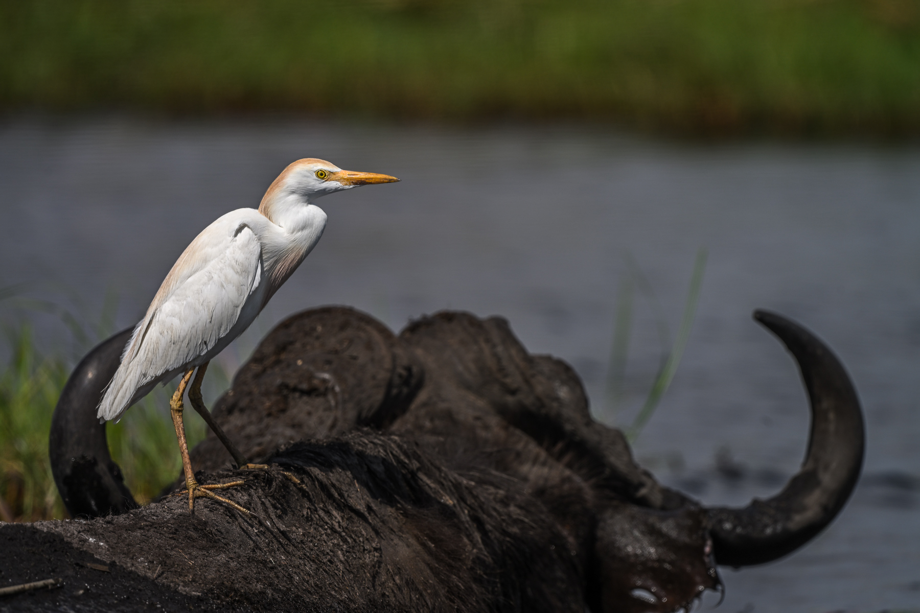 cattle egret.jpg