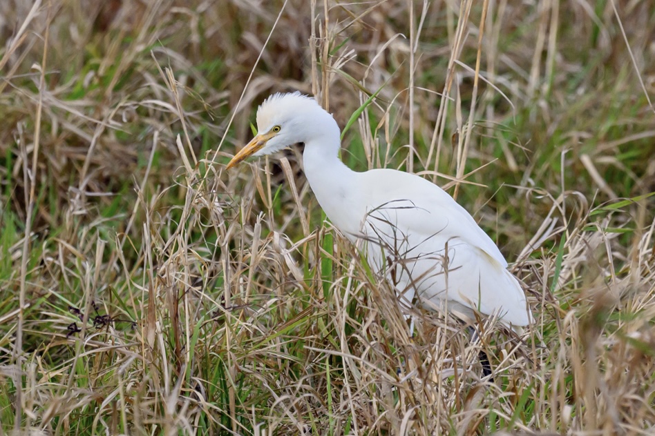 Cattle Egret Sheffield 2023 2b sm.jpeg