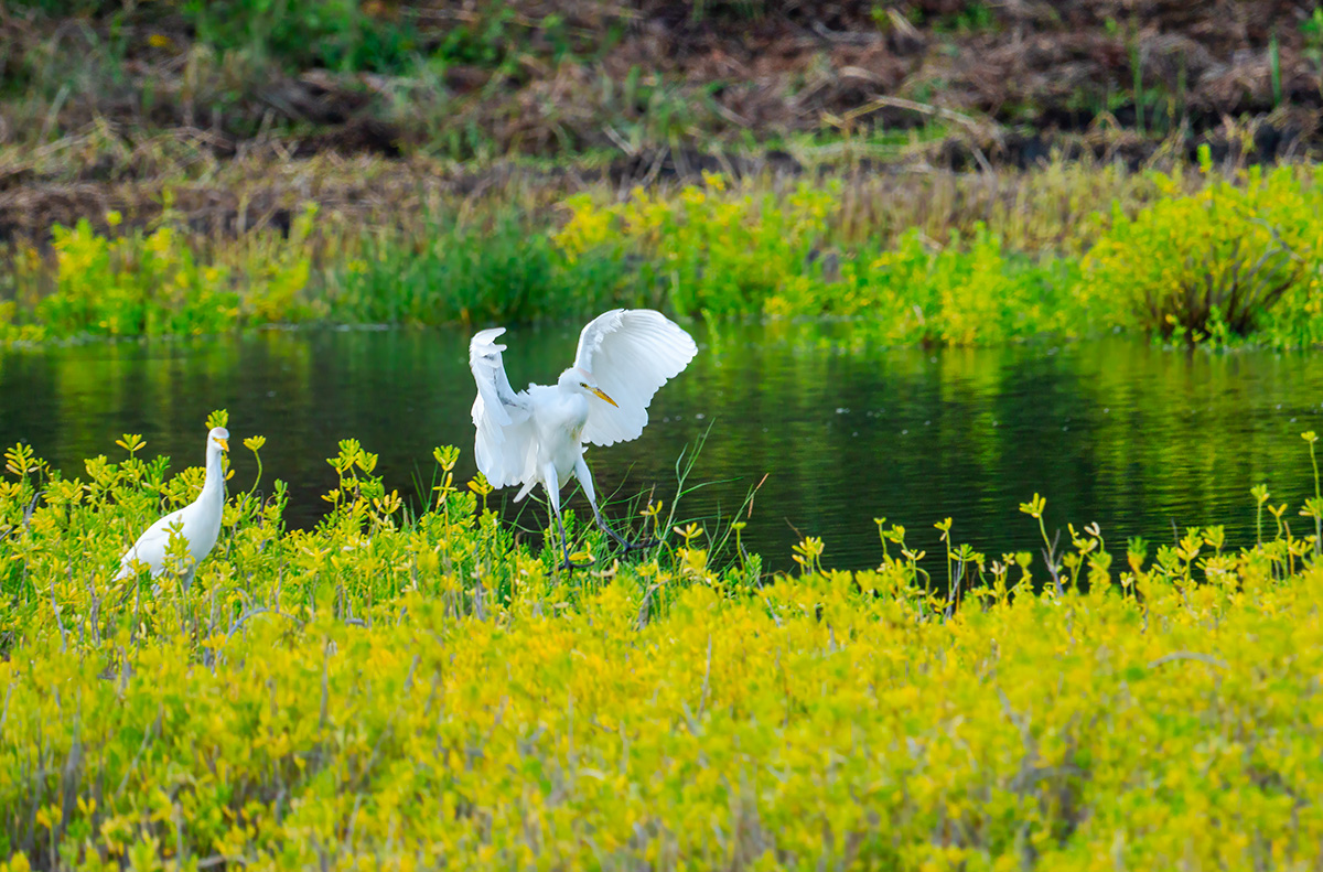 Cattle Egret Wings BCG P1108536-Enhanced-SR.jpg