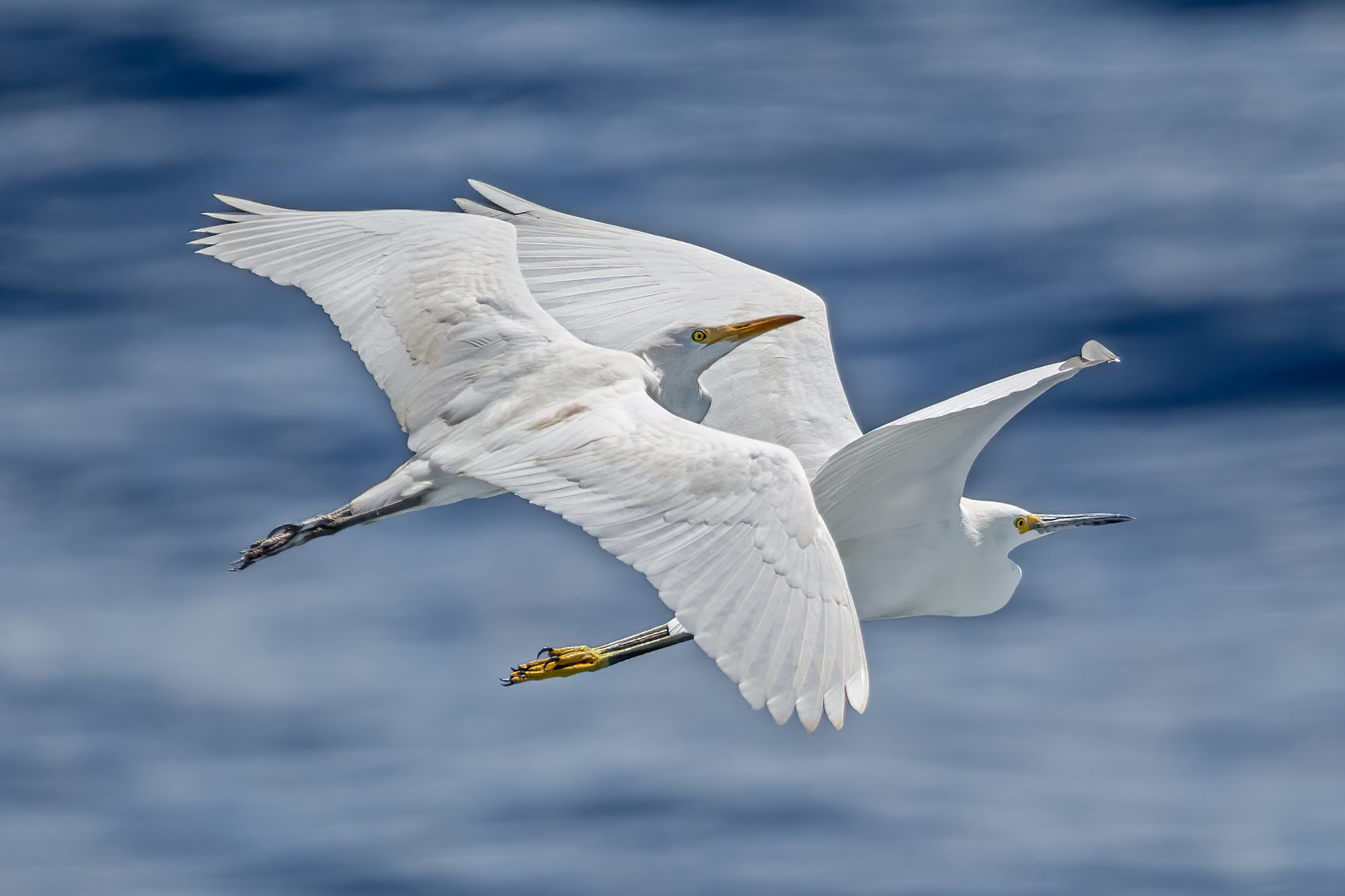 Cattle Egret1.jpg