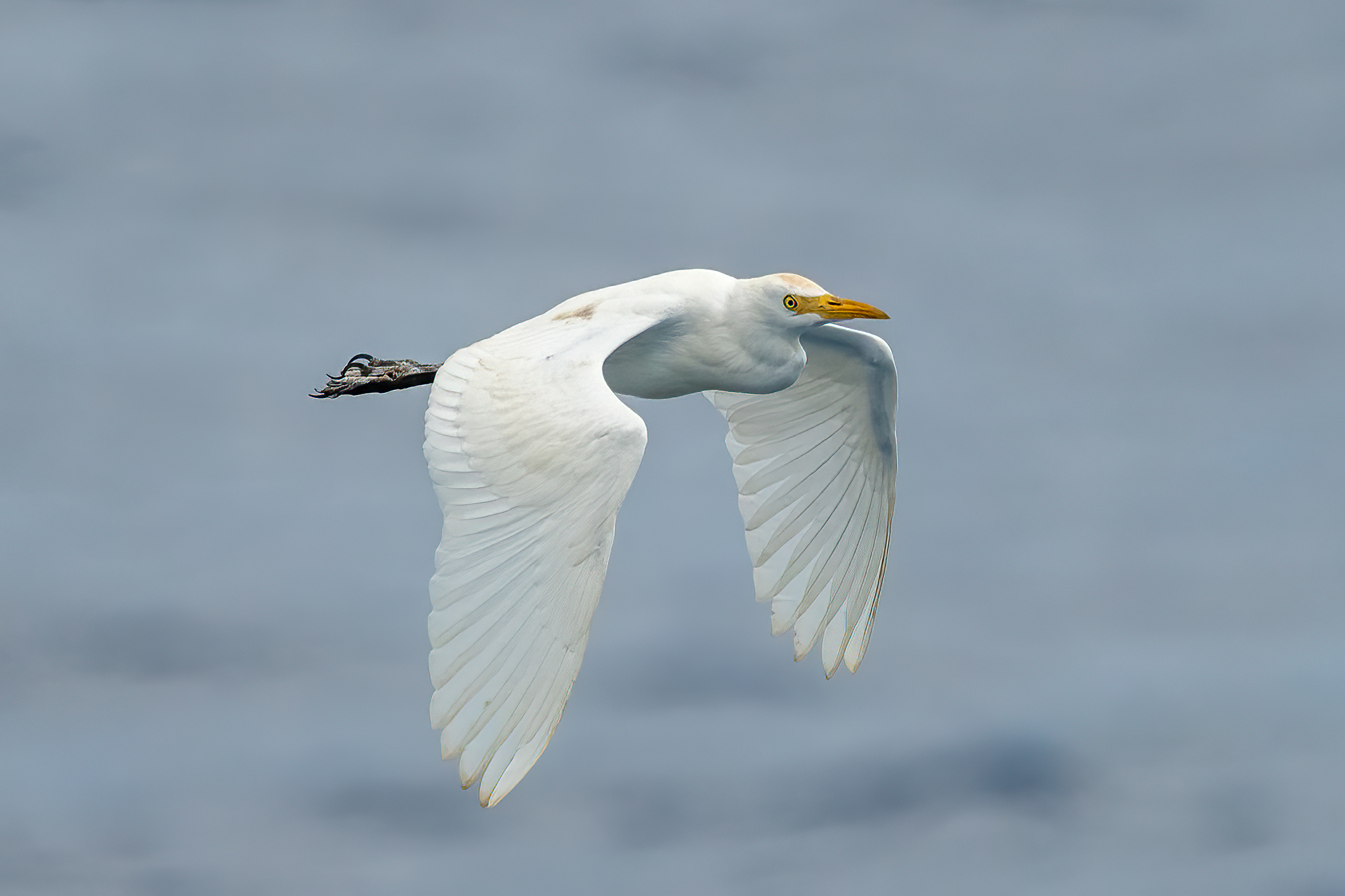 Cattle Egret2.jpg