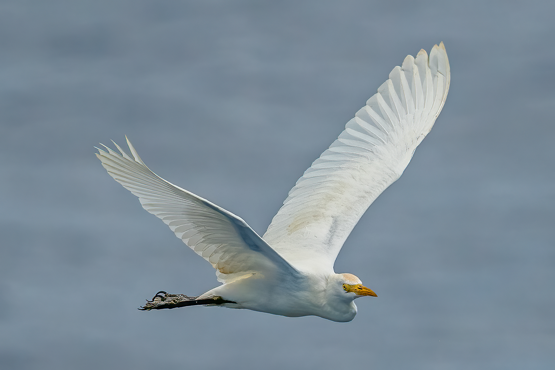 Cattle Egret3.jpg