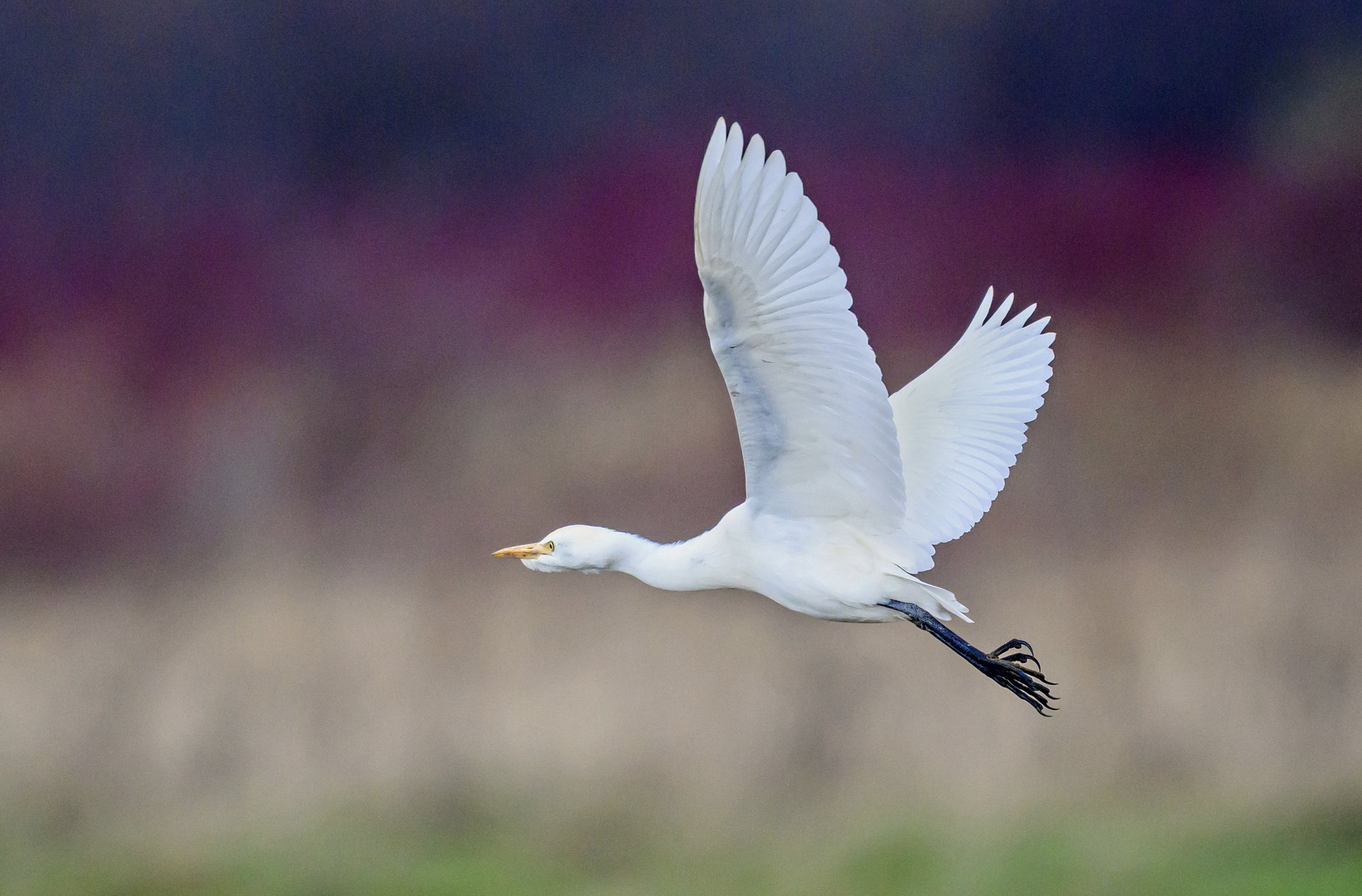 Cattler Egret in Flight 2023 4sm.jpeg