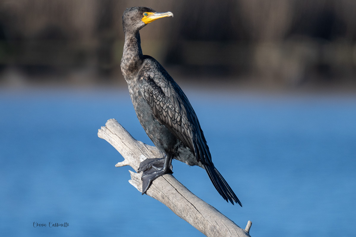 CCassinetto-Central_Valley_Wildlife-1.jpg