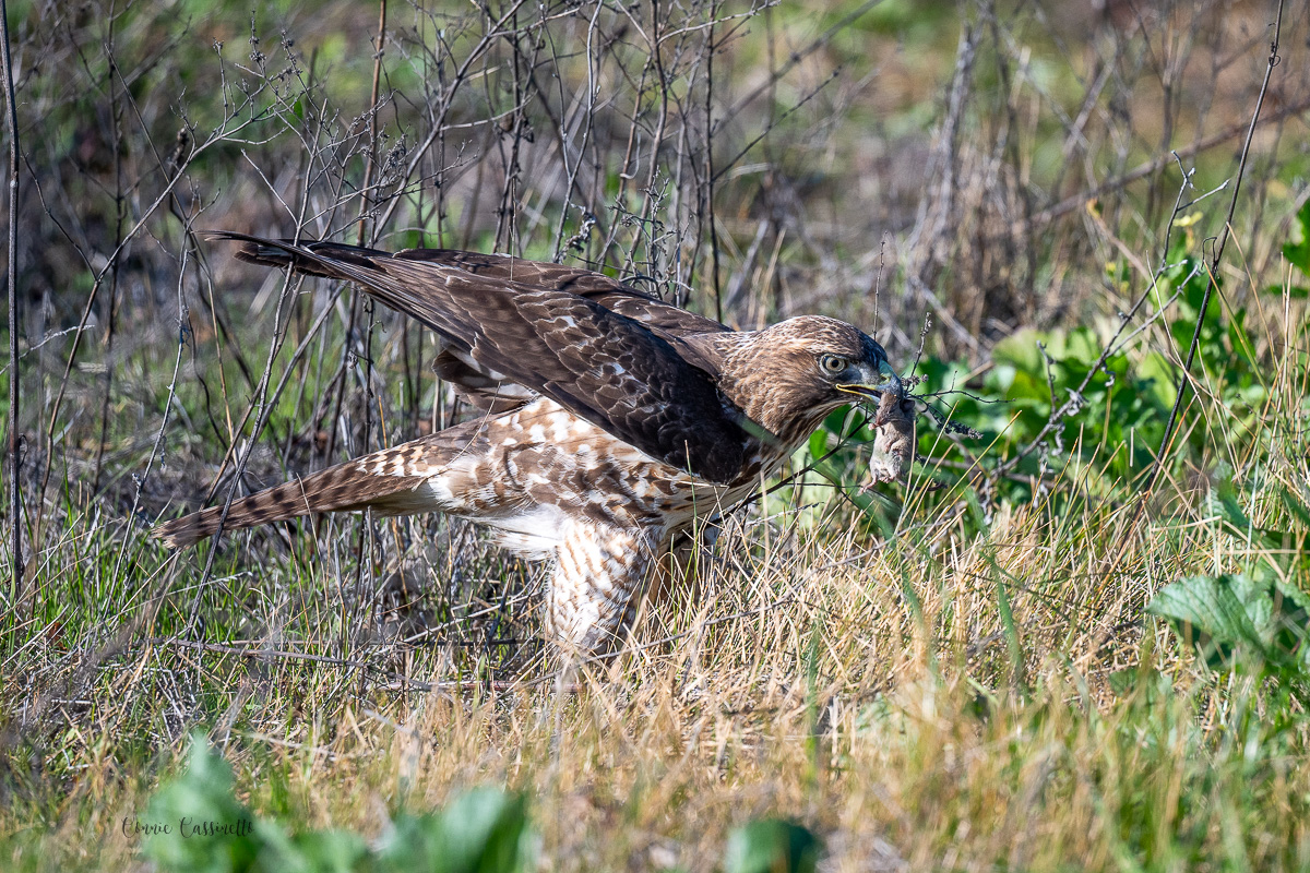 CCassinetto-Central_Valley_Wildlife-1.jpg