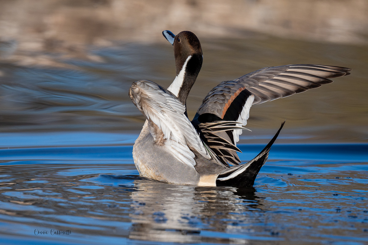 CCassinetto-Central_Valley_Wildlife-10.jpg