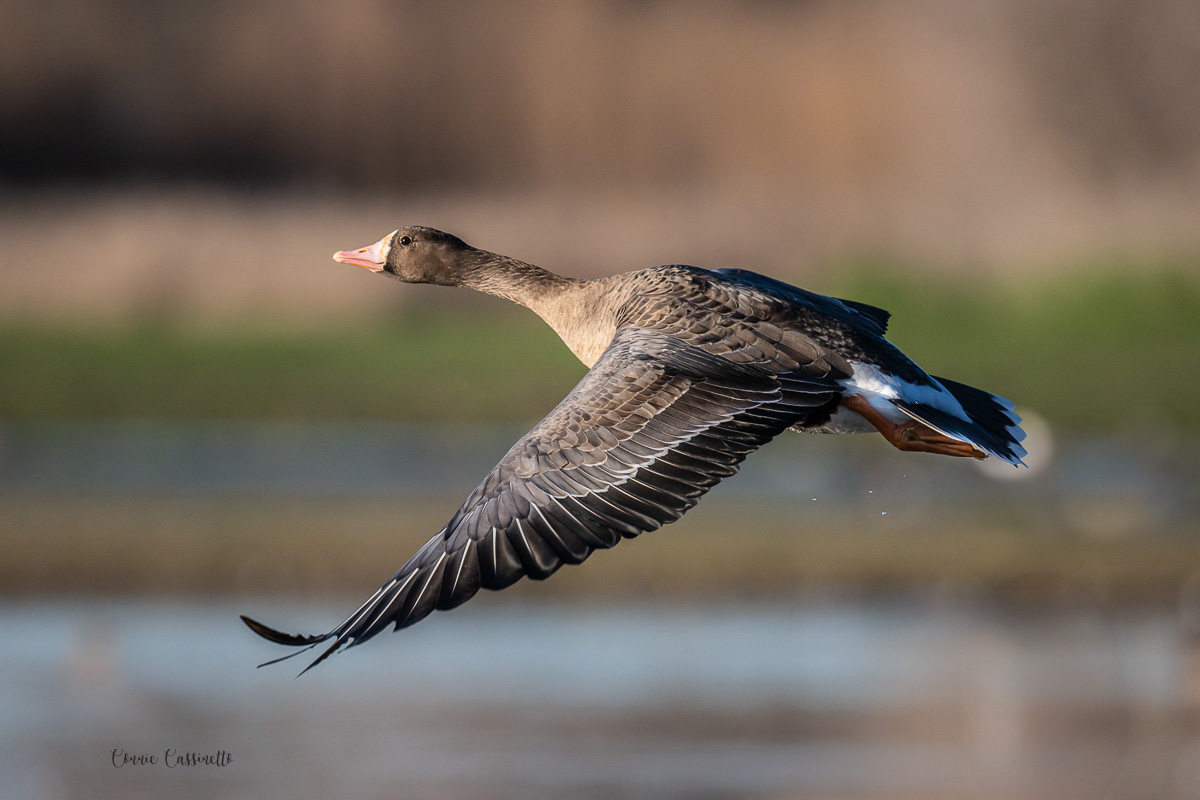 CCassinetto-Central_Valley_Wildlife-12.jpg