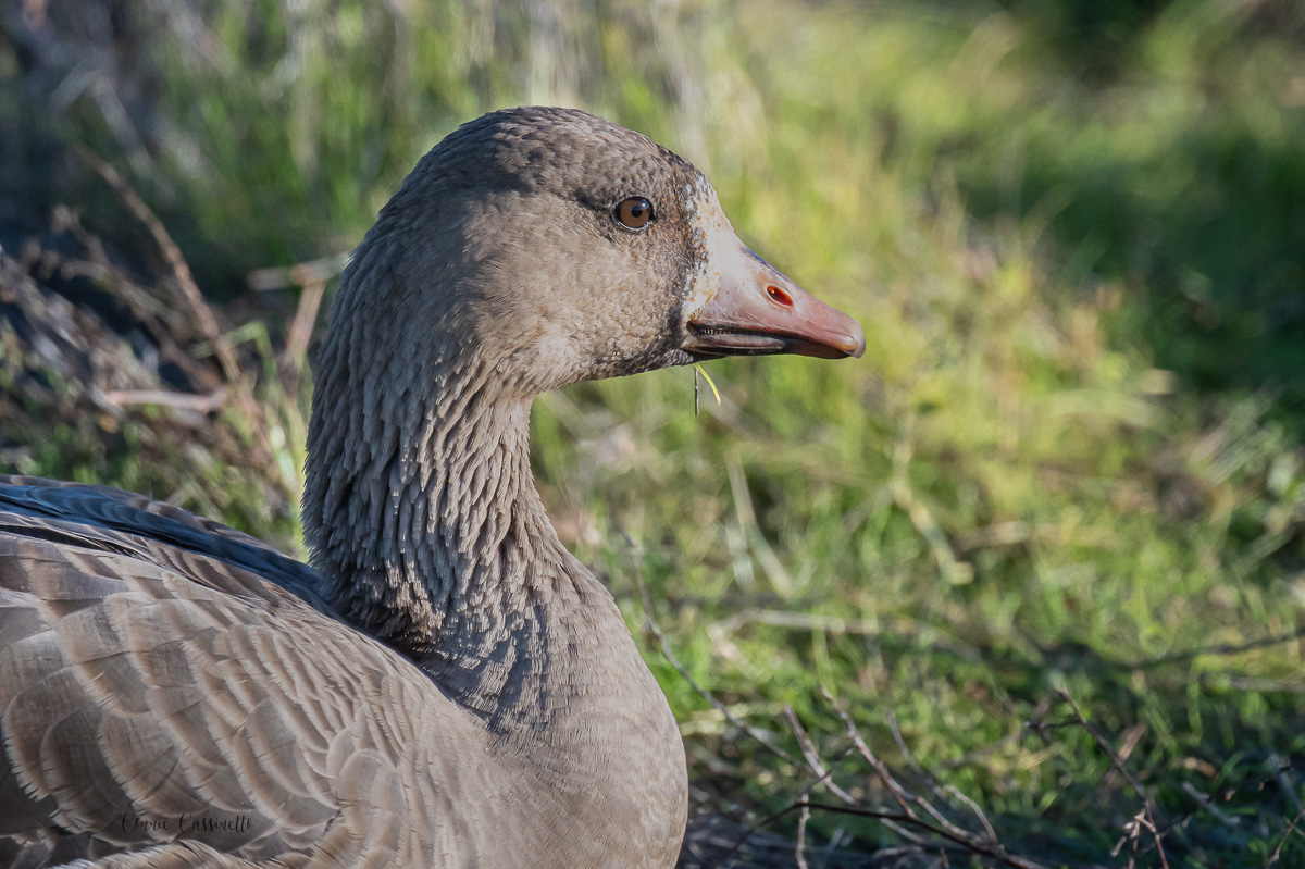 CCassinetto-Central_Valley_Wildlife-14.jpg