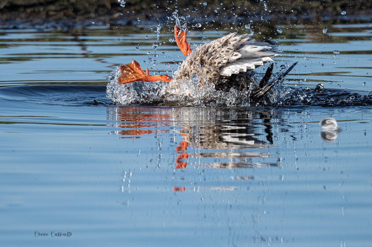 CCassinetto-Central_Valley_Wildlife-15.jpg