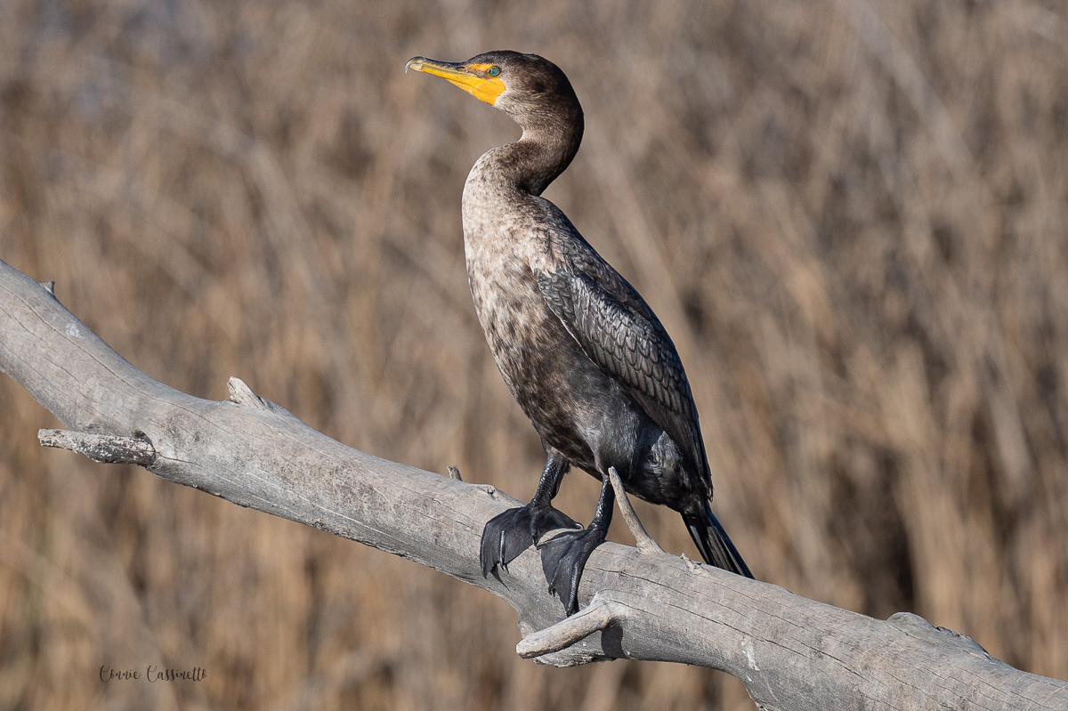 CCassinetto-Central_Valley_Wildlife-2.jpg