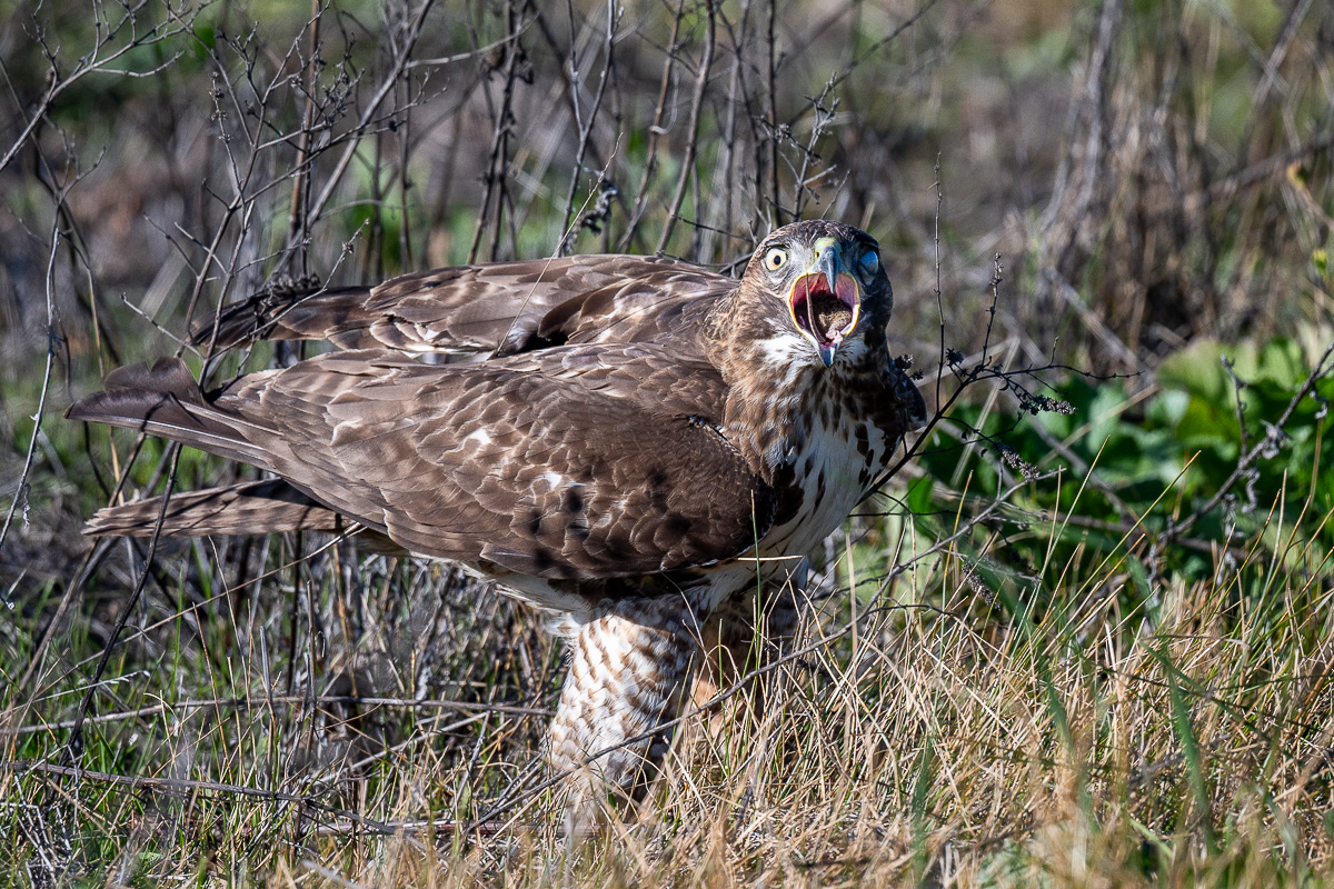 CCassinetto-Central_Valley_Wildlife-2.jpg