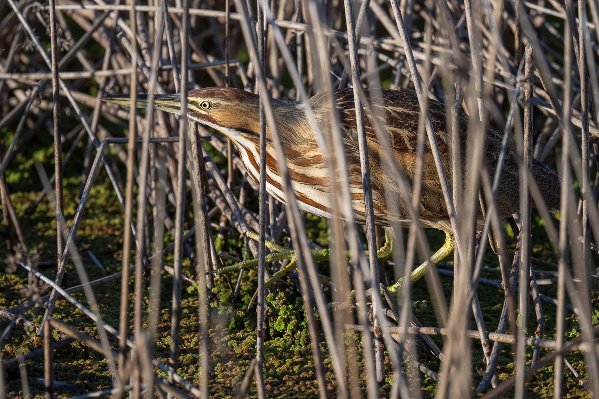 CCassinetto-Central_Valley_Wildlife-3.jpg