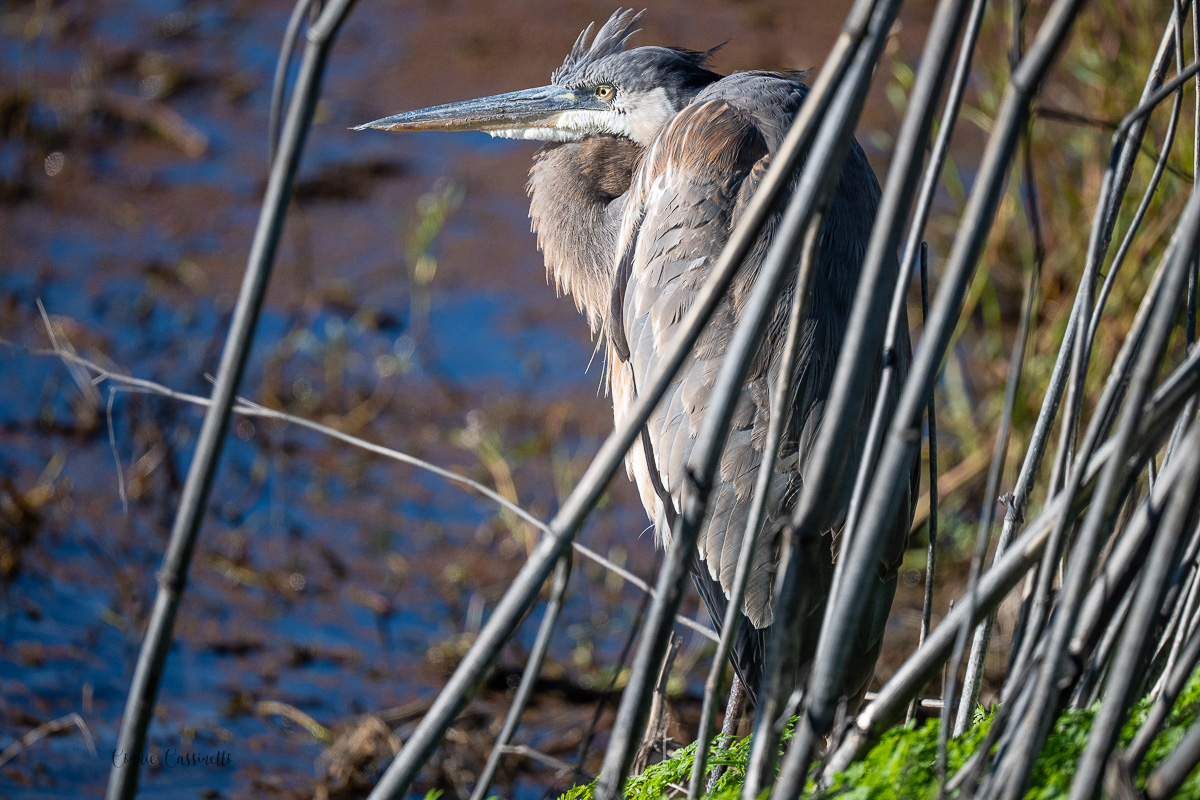 CCassinetto-Central_Valley_Wildlife-4.jpg