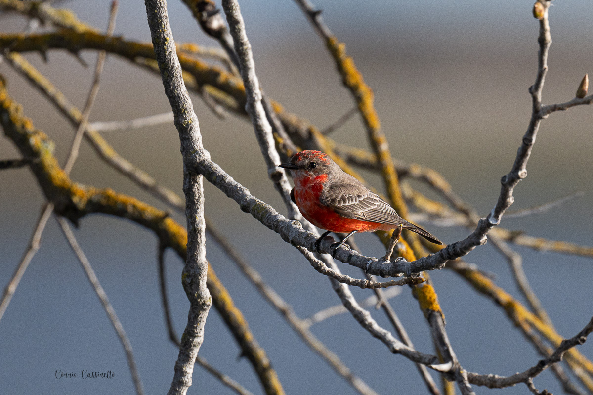 CCassinetto-Central_Valley_Wildlife-5.jpg