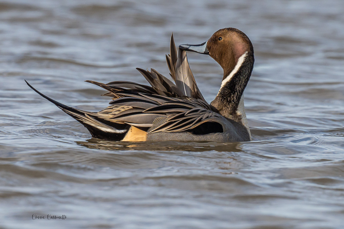 CCassinetto-Central_Valley_Wildlife-6.jpg