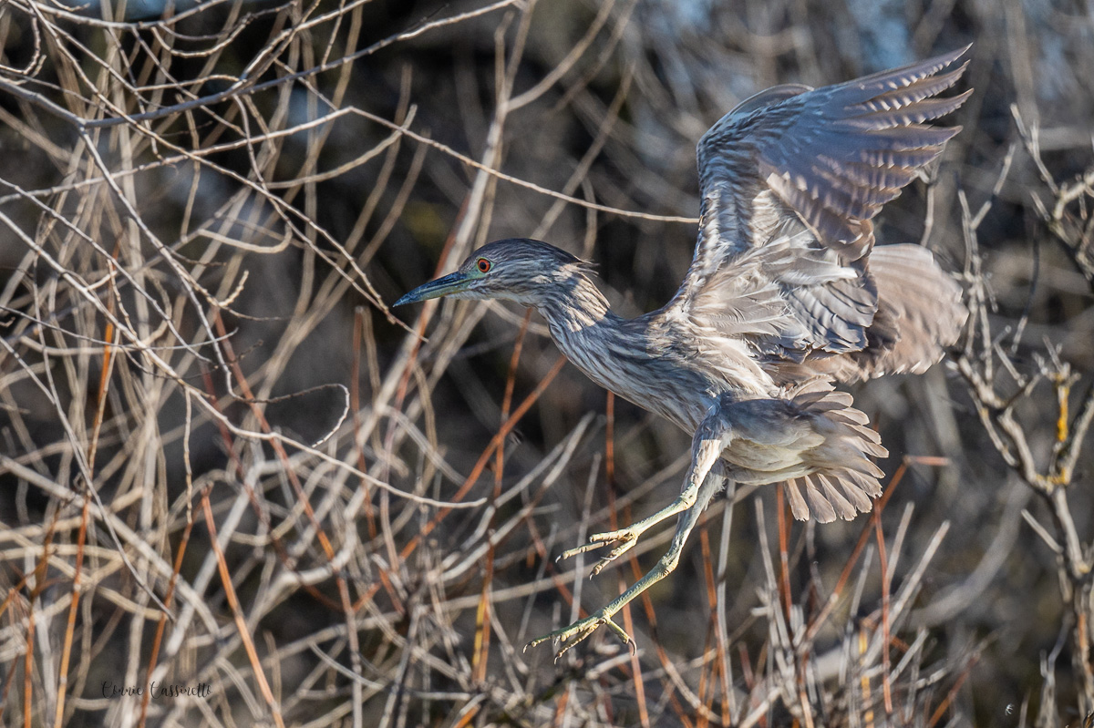 CCassinetto-Central_Valley_Wildlife-7.jpg