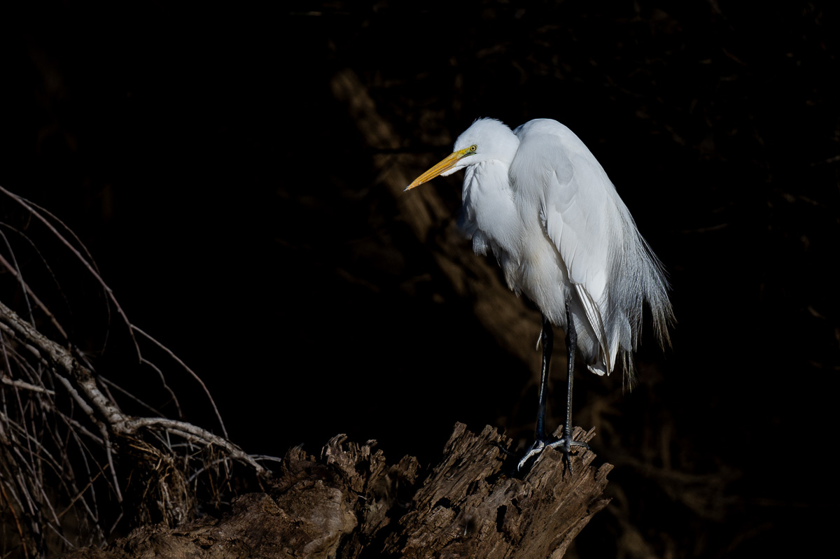 CCassinetto-Central_Valley_Wildlife-8.jpg