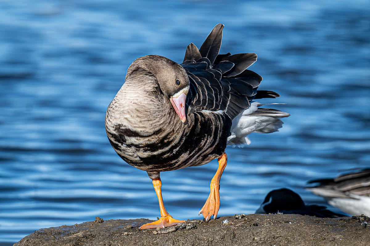 CCassinetto-Central_Valley_Wildlife-9.jpg