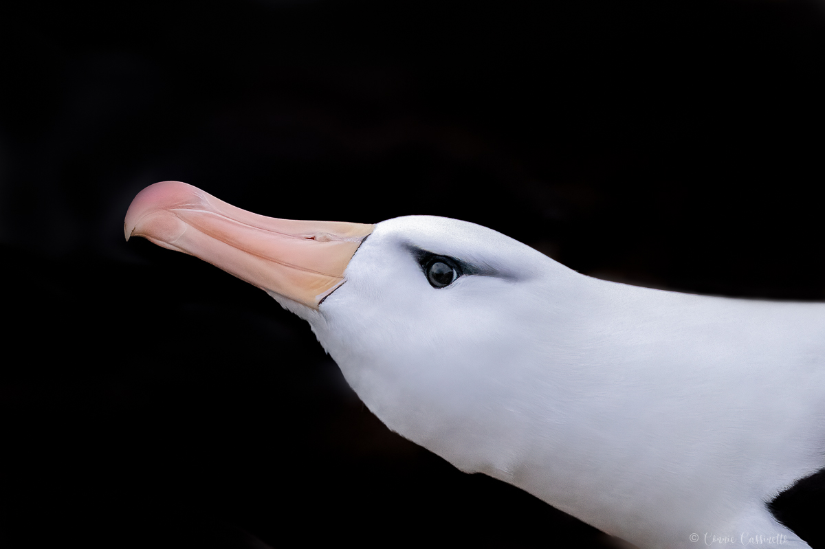 CCassinettoAlbatross-.jpg