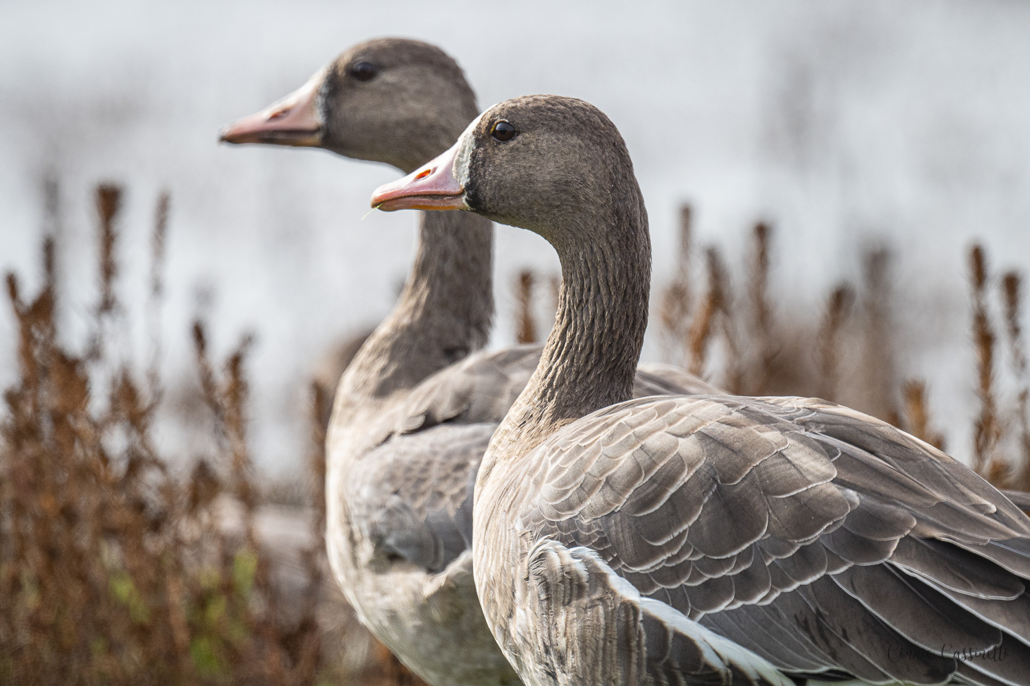 CCassinettoduck&Geese-3193.jpg