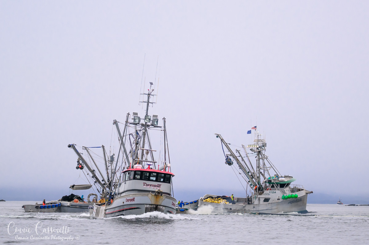 ccassinettoFishingBoats2-4129.jpg